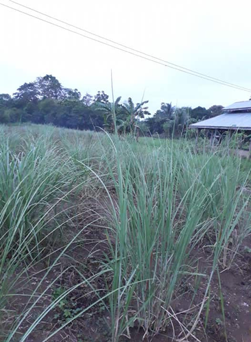 Bugang propagation as of December 2019